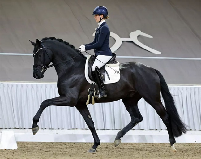 Sina Aringer on Grey Tonic at the Verden suitability test :: Photo courtesy Beckmann