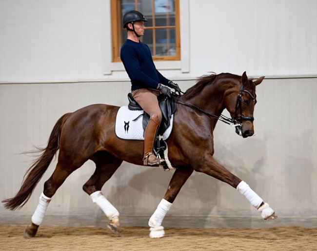 Archie (by Benicio x Don Frederic)