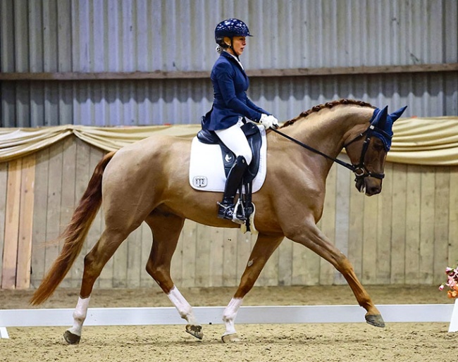 K.I. Smargd - Talented rising 5-YO Hanoverian by Shu Fu x Sezuan
