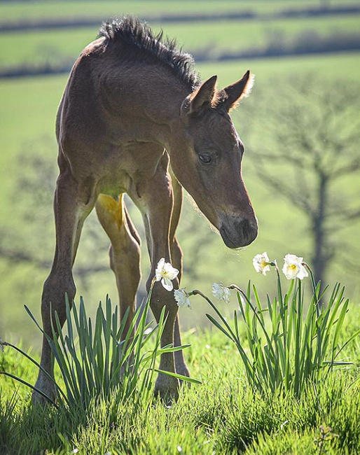 A Dynamic Dream foal born at Newton Stud in the U.K.