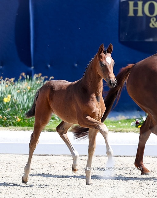 Estobar at the presentation this afternoon before the evening auction at 2026 CDI Hagen :: Photo © Astrid Appels