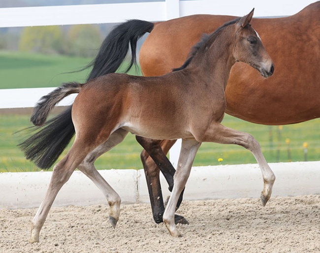 Zaubermaus (by Zacolar di Mantova - Sam Amour I - Rubinstein I) :: Photo © OLD-Art