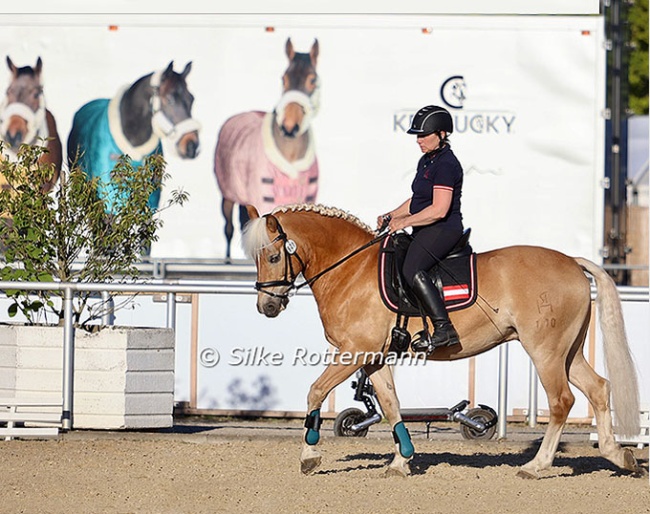 A rare picture in para sport nowadays: Austrian Michaela Ferringer’s Haflinger Stockholm (by Stelvio-Atlantic) being exercised by her trainer :: Photo © Silke Rottermann