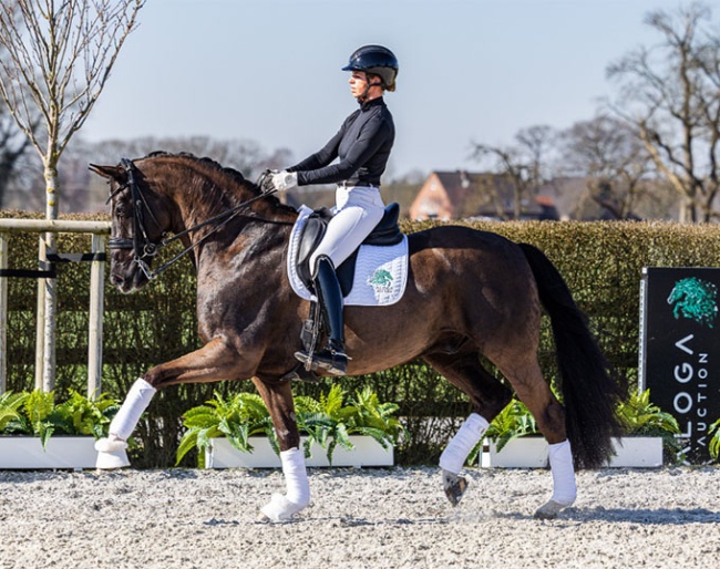Lordswood Dancing Diamond III 