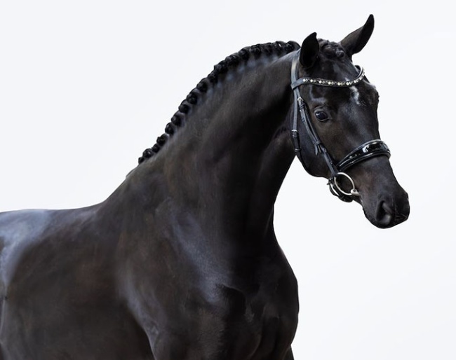 TumTum (by Dark Rousseau out of the full sister to Jovian (by Apache x Tango) :: Photo © Equigeniek