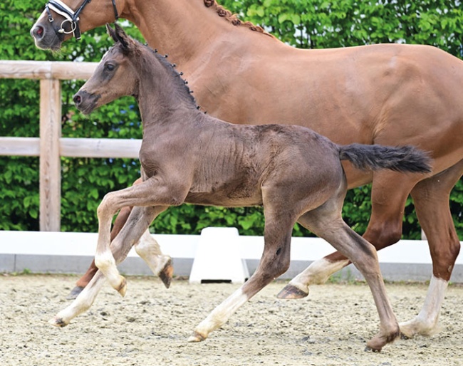 Dubarry (by Dream Boy x Escamillo)