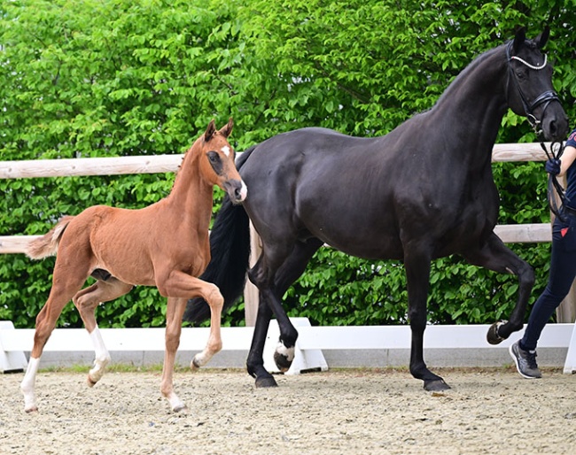 Top-priced horse Best of Bonds by Bonds - Vitalis, bred by Katrin Krüger