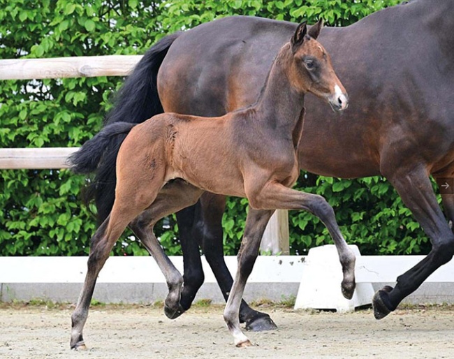 Prouden (by Proud James x Fursten-Look)