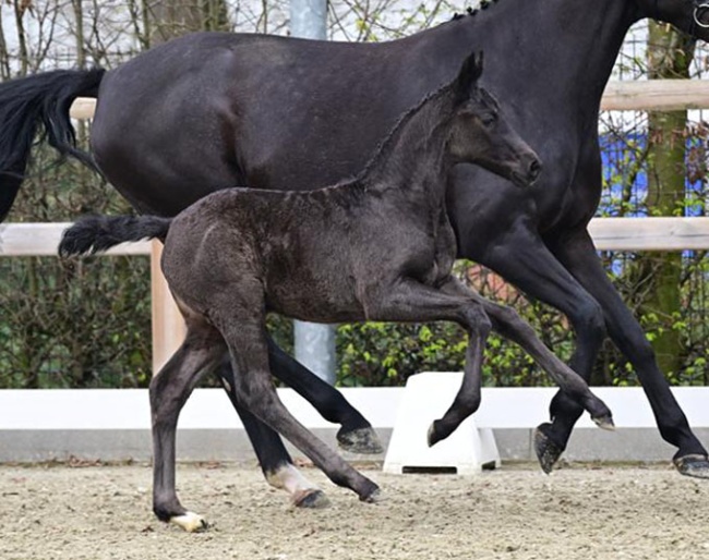 Valeria (by Verbier x De Niro)