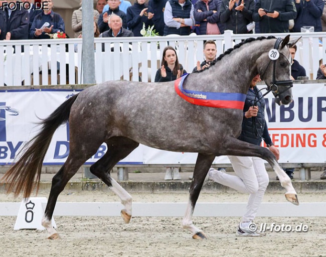 Benaira MB is the 2026 Oldenburg Elite Mare Champion :: Photo © LL-foto