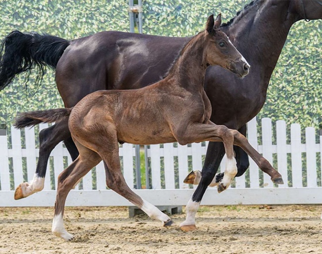 Dantaro WT Nero  (by Dante Weltino x Flanagan) :: Photo © Recki Media