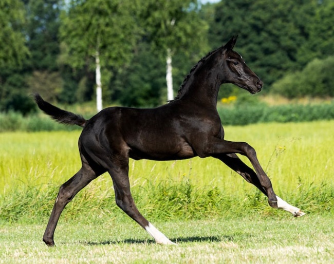Wymanda van 't Studutch (by Sandro Hit x   Toto Jr)