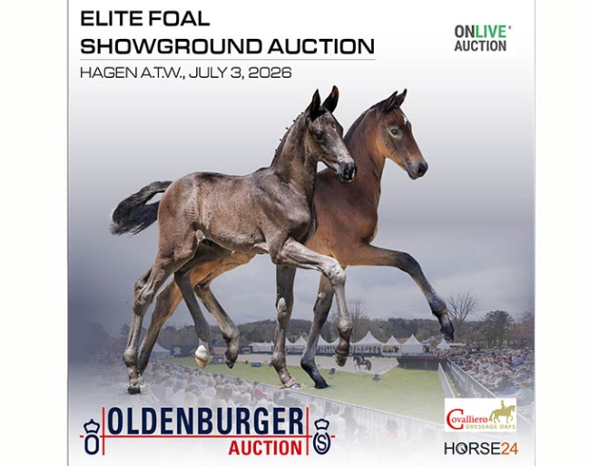 Oldenburg Elite Foals Take the Stage in Hagen – Auction on Friday Evening