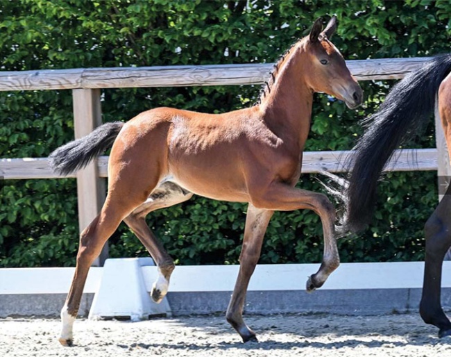 Venice (by Verbier x Stedinger)