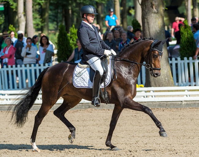Curly OLD at the Bundeschampionate :: Photos © Equitaris