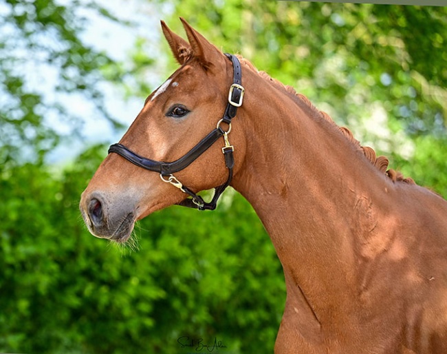 Headmore Escolara (by Escolar x Apache x Houston) :: Photos © Sarah Box Adair