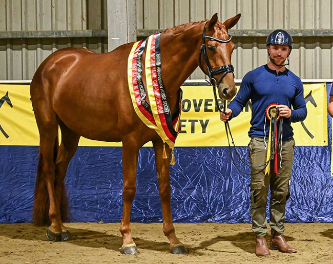 Ophelia was named supreme champion at the 2026 British Hanoverian annual show