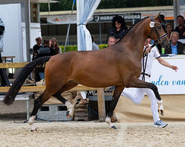 Tiger Lilly Nomia  at the 2026 KWPN Mare Championship :: Photo © Digishots