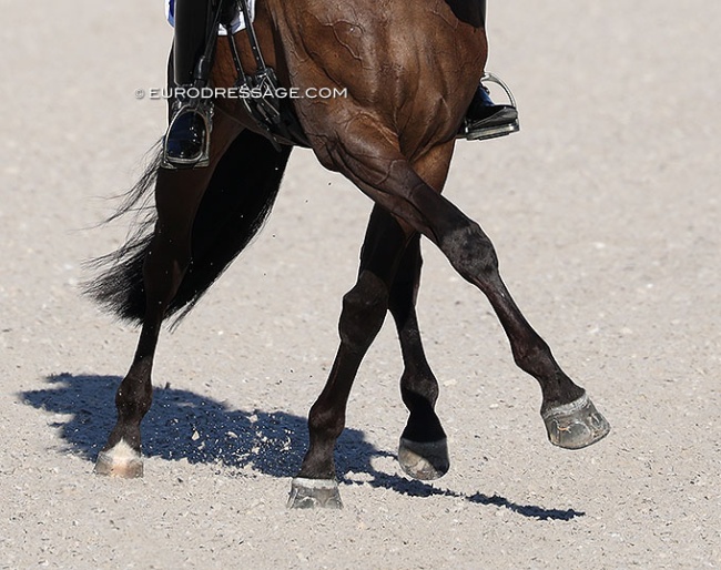 Half passes are often ridden in medium and extended trot at elite high performance level :: Photo © Astrid Appels