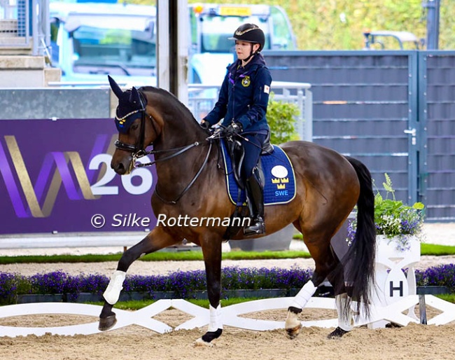 Swedish Grade 3 rider Pam Svane’s mare Raja has gained expression and muscle bulk since she turned up on the para scene 2025 :: Photos © Silke Rottermann