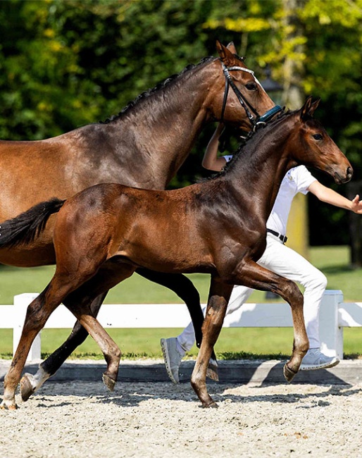 Wingman van de Nethe (by Grey Tonic x Belissimo)