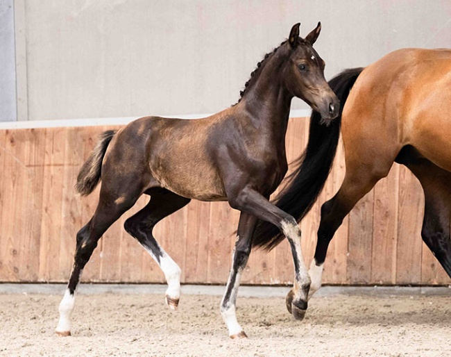 Wa-Sarai TS (by Sarai L) :: Photo © AdW Fotografie