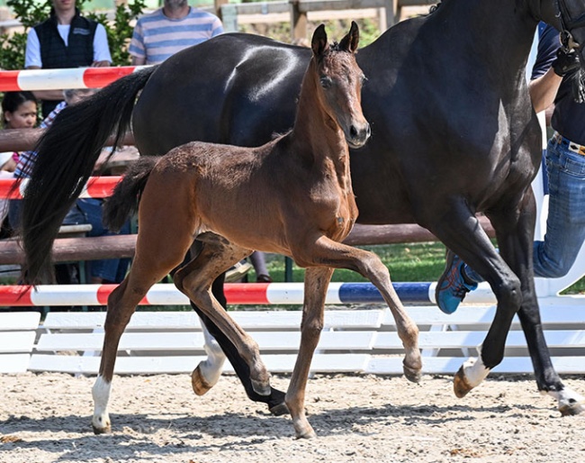 #9 Soleija Jane filly (by Seacrest - Feinrich - De Niro)