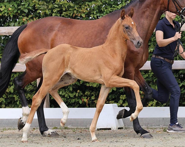 Le Papillon M (by La Paix x Vitalis) 