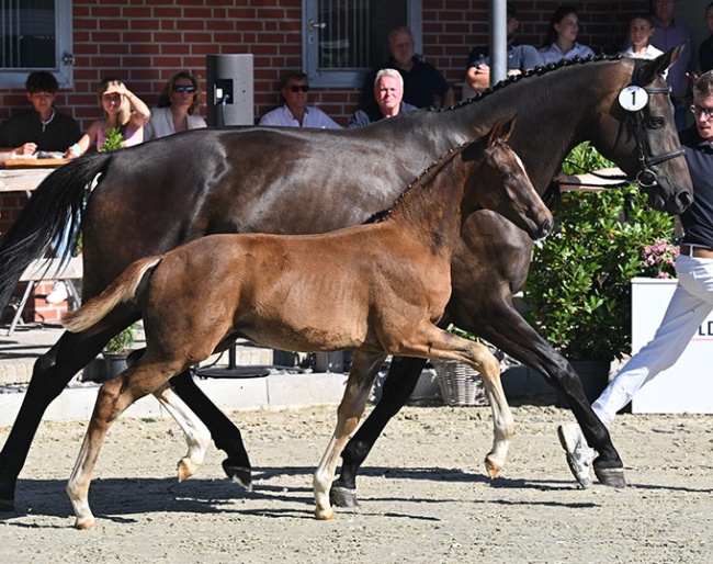 Vespasian at the 2026 Oldenburg Elite Foal Auction :: Photo © OLD Art
