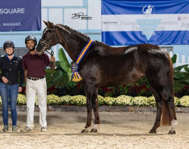 Lovely Leni, 2026 Dressage at Devon Grand Champion :: Photo © Bethany P