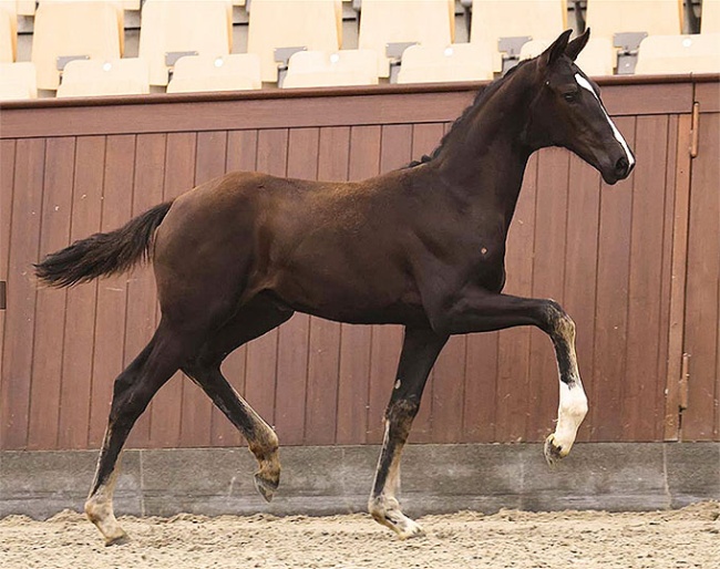Golden Goddess Pilekaer (by Vitalis x Goldfinger VDT) 