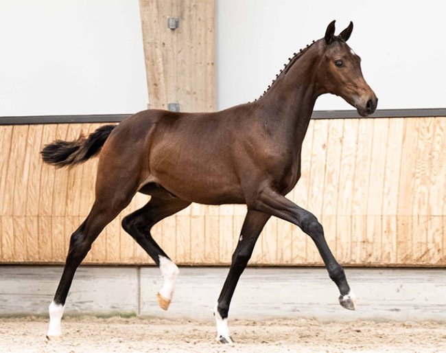 Walicitie T (by For Romance x Vivaldi)