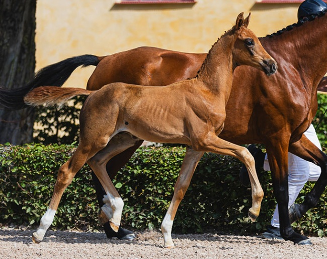 Alright TH (SWB) - colt by Dynamic Dream x Franklin
