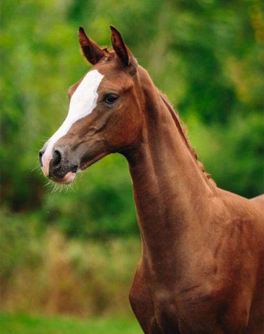 Alpin's Dorothea - Filly by Hesselhoj Donkey Boss x Negro
