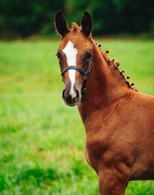 Alpin's Freixenet - Colt by Floricello x Rubin-Royal