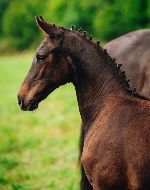 Alpin's Soda Libre - colt by Seraphin x Governor