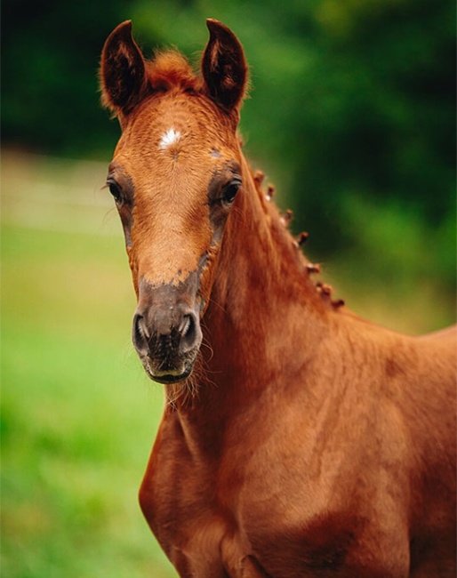 Alpin's Velvet Noblesse - Filly by Von und Zu x Dimagico