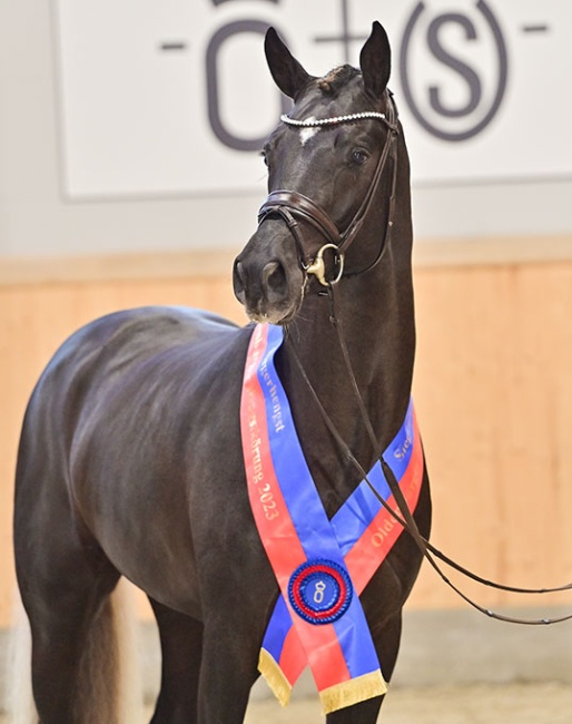 Bon Esprit, the 2023 Oldenburg licensing champion :: Photo © OLD Art