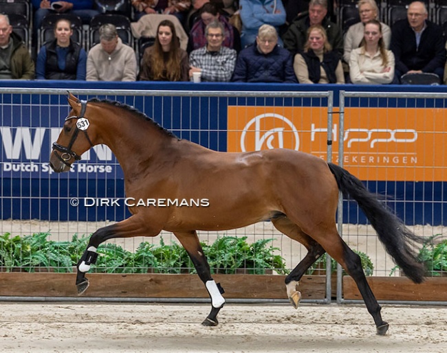 The Belgian owned 2026 KWPN reserve licensing champion Vamos Junior :: Photo © Dirk Caremans