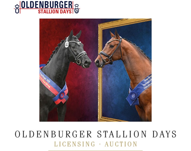 2026 Oldenburg Stallion Licensing in Vechta