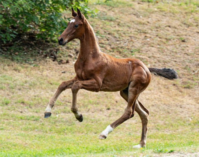Varon M (by Von und Zu x Furst Belissaro)