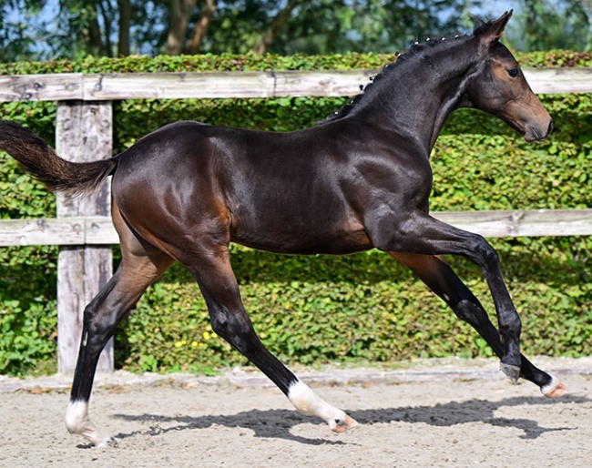 Dixiedance van Steenberge (by Fidertanz x Revolution)