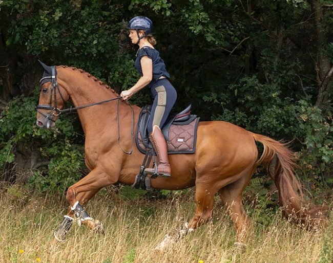 Quattro II (by Quaterhall x Lauries Crusador xx)