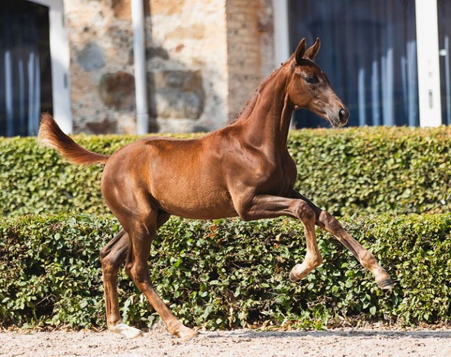 Tour d’Amour TH (by Toto Jr x Belissimo M) :: Photos © Zahlo