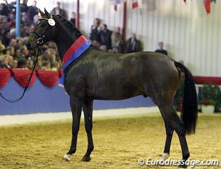 Don Kennedy (by Donnerhall x Kennedy) at the 2003 Oldenburg Stallion Licensing :: Photo © Astrid Appels