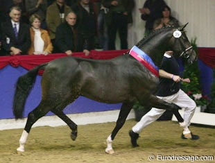Status Quo, champion of the 2006 Oldenburg Stallion Licensing :: Photo © Astrid Appels