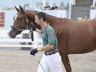 Michael Bragdell and Qredit Hilltop at the 2009 Devon Breed Show