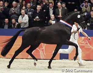 Etoine at the 2012 KWPN Stallion Licensing :: Photo © Dirk Caremans