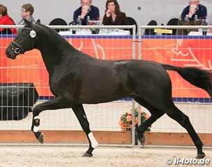 Glamourdale at the 2014 KWPN Stallion Licensing :: Photo © LL-foto