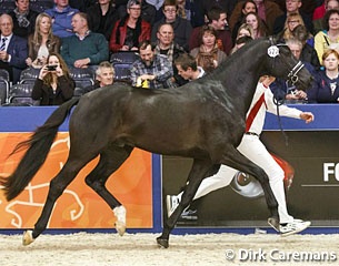 Governor at the 2014 KWPN Stallion Licensing :: Photo © Dirk Caremans